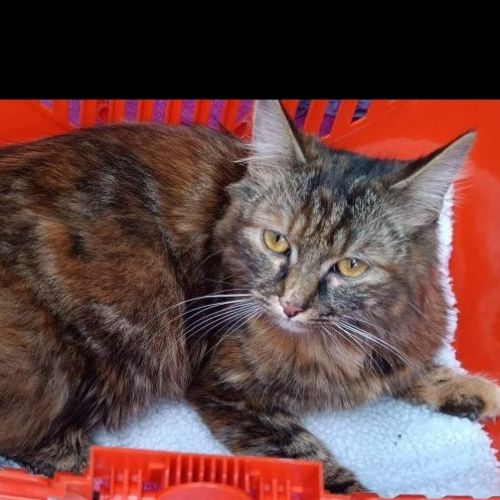 BE2309071 - Chat trouvé - Estaimpuis BE2309071 - Chat trouvé - Estaimpuis - AnimalWeb Belgique