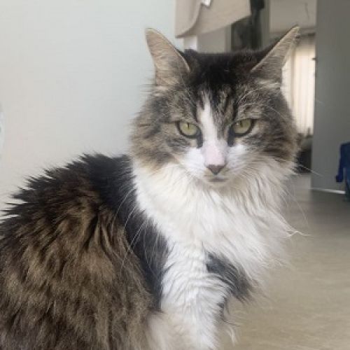 BE2309140 - Scott - Chat perdu - Halle BE2309140 - Scott - Chat perdu - Halle - AnimalWeb Belgique