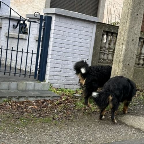 BE2309141 - Chiens aperçus - Jumet BE2309141 - Chiens aperçus - Jumet - AnimalWeb Belgique