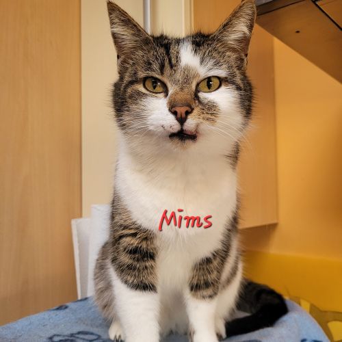 BE2309144 - Mim's - Chat à adopter - Leuze-en-Hainaut BE2309144 - Mim's - Chat à adopter - Leuze-en-Hainaut - AnimalWeb Belg