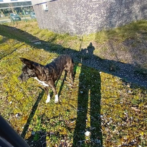 BE2309158 - Chien trouvé - Monceau-sur-Sambre BE2309158 - Chien trouvé - Monceau-sur-Sambre - AnimalWeb Belgique