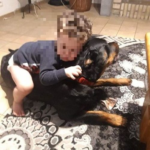 BE2309163 - Xena - Chien perdu - Faimes BE2309163 - Xena - Chien perdu - Faimes - AnimalWeb Belgique