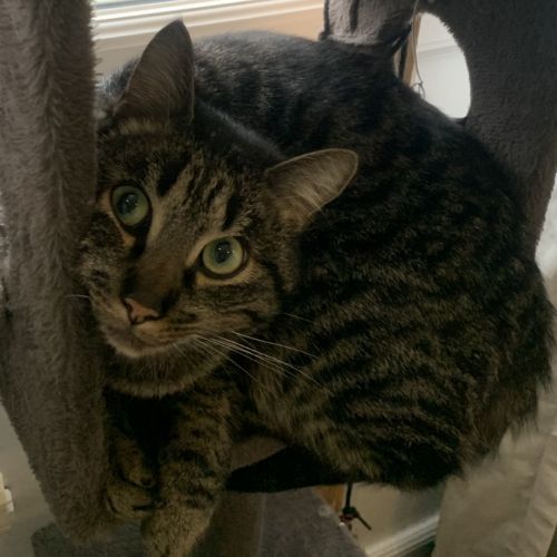 BE2309168 - Petit chat - Chat perdu - Durbuy BE2309168 - Petit chat - Chat perdu - Durbuy - AnimalWeb Belgique