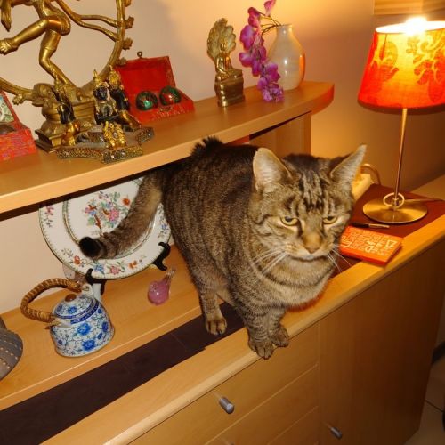 BE2309175 - Ulysse - Chat perdu - Nivelles BE2309175 - Ulysse - Chat perdu - Nivelles - AnimalWeb Belgique