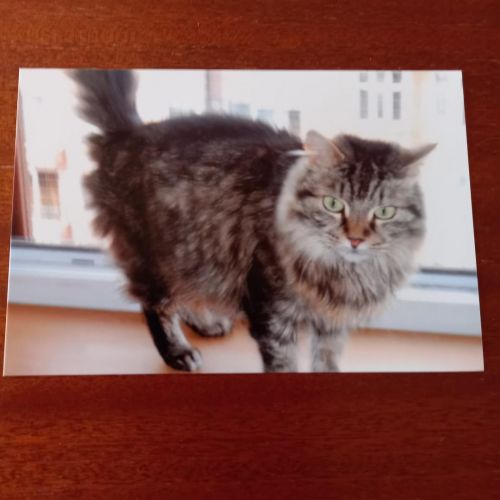 BE2309191 - Caroline - Chat perdu - Schaerbeek BE2309191 - Caroline - Chat perdu - Schaerbeek - AnimalWeb Belgique