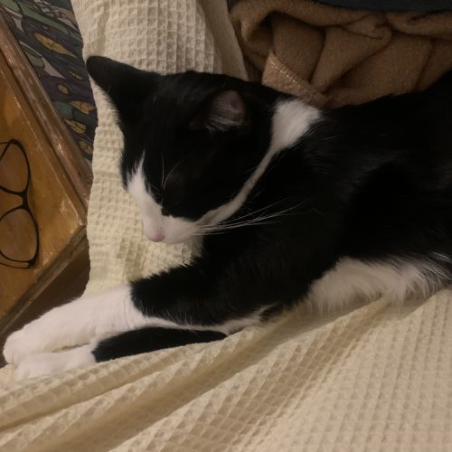 BE2309244 - Tosho - Chat perdu - Schaerbeek BE2309244 - Tosho - Chat perdu - Schaerbeek - AnimalWeb Belgique