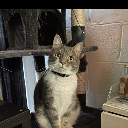 BE2309253 - Lucho - Chat perdu - Louvain-la-Neuve BE2309253 - Lucho - Chat perdu - Louvain-la-Neuve - AnimalWeb Belgique