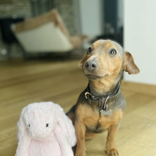 BE2309259 - Ginny - Chien perdu - Borlon BE2309259 - Ginny - Chien perdu - Borlon - AnimalWeb Belgique