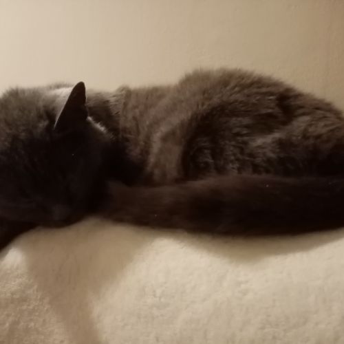 BE2309260 - Gourgandine - Chat perdu - Dave BE2309260 - Gourgandine - Chat perdu - Dave - AnimalWeb Belgique