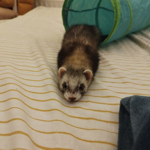 BE2309264 - Bitica - Furet perdu - Ixelles BE2309264 - Bitica - Furet perdu - Ixelles - AnimalWeb Belgique