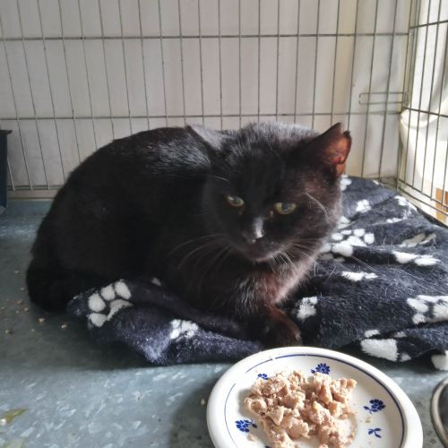 BE2309265 - Chat trouvé - Modave BE2309265 - Chat trouvé - Modave - AnimalWeb Belgique