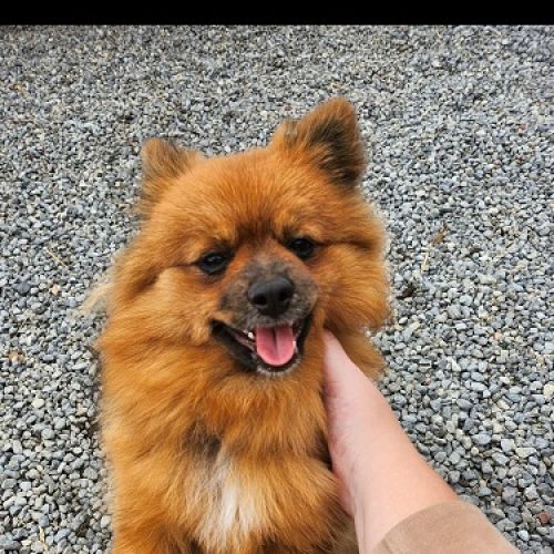 BE2309272 - Gigi - Chien perdu - Tongrinne BE2309272 - Gigi - Chien perdu - Tongrinne - AnimalWeb Belgique