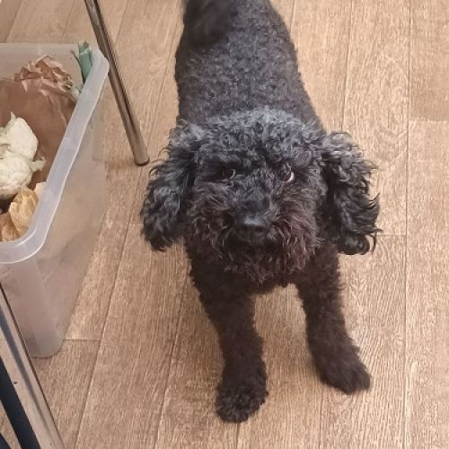 BE2309273 - Laura - Chien perdu - Spa BE2309273 - Laura - Chien perdu - Spa - AnimalWeb Belgique
