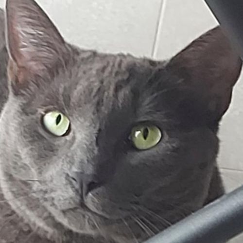 BE2309281 - Paco - Chat perdu - Bioul BE2309281 - Paco - Chat perdu - Bioul - AnimalWeb Belgique