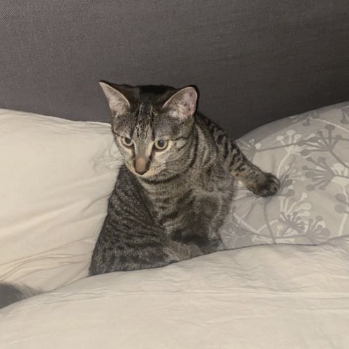 BE2309282 - Bobby - Chat perdu - Forest BE2309282 - Bobby - Chat perdu - Forest - AnimalWeb Belgique