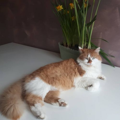 BE2309284 - Mori - Chat perdu - Montignies-sur-Sambre BE2309284 - Mori - Chat perdu - Montignies-sur-Sambre - AnimalWeb Belg