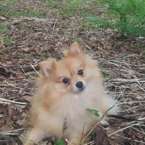 BE2309290 - Chloè - Chien perdu - Gilly BE2309290 - Chloè - Chien perdu - Gilly - AnimalWeb Belgique