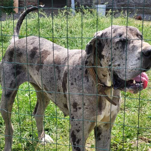 BE2309291 - Sissi - Chien perdu - Méan BE2309291 - Sissi - Chien perdu - Méan - AnimalWeb Belgique