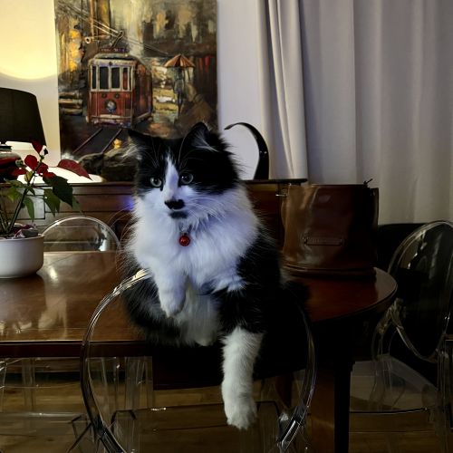 BE2309292 - Lilly - Chat perdu - Enghien BE2309292 - Lilly - Chat perdu - Enghien - AnimalWeb Belgique