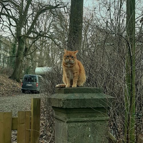 #BE2309311 - Chat perdu #BE2309311 - Chat perdu