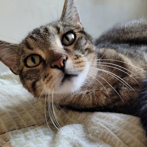 BE2309318 - Berlioz - Chat à adopter - Leuze-en-Hainaut BE2309318 - Berlioz - Chat à adopter - Leuze-en-Hainaut - AnimalWeb Be