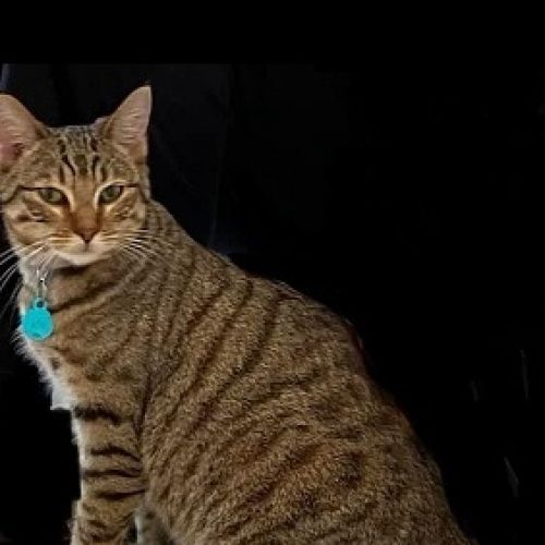 BE2309321 - Joy - Chat perdu - Pery BE2309321 - Joy - Chat perdu - Pery - AnimalWeb Belgique