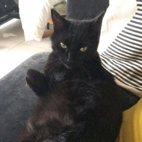 BE2309322 - Gustave - Chat perdu - Saint-Symphorien BE2309322 - Gustave - Chat perdu - Saint-Symphorien - AnimalWeb Belgiq