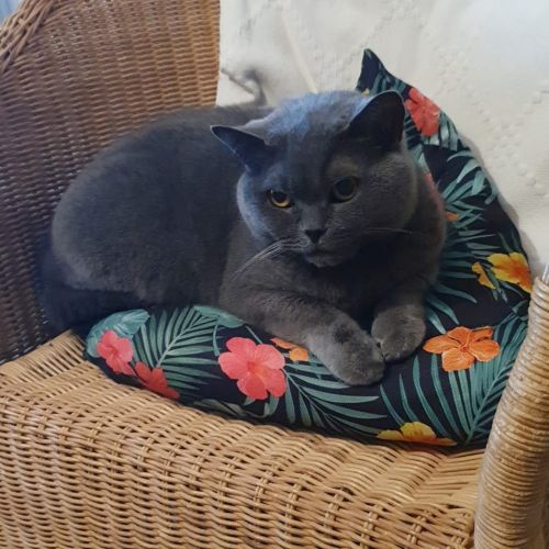 BE2309329 - Pouffy - Chat perdu - Lessines BE2309329 - Pouffy - Chat perdu - Lessines - AnimalWeb Belgique