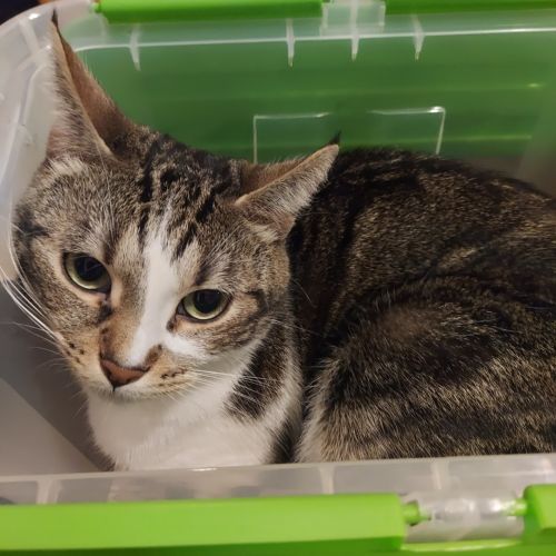 BE2309347 - Poutchi - Chat perdu - Laeken BE2309347 - Poutchi - Chat perdu - Laeken - AnimalWeb Belgique