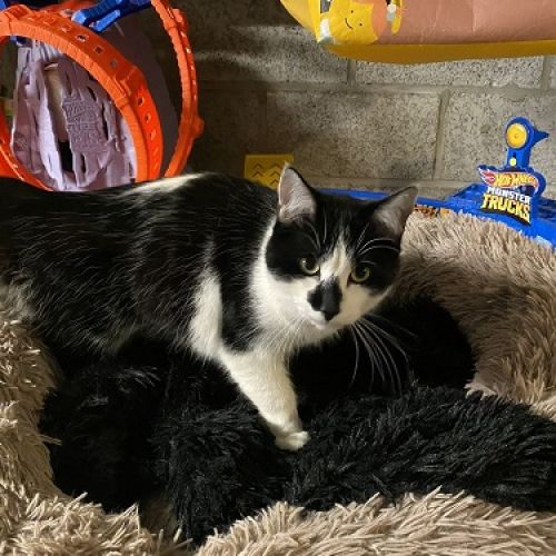BE2309359 - Ptitchat - Chat perdu - Laneffe BE2309359 - Ptitchat - Chat perdu - Laneffe - AnimalWeb Belgique