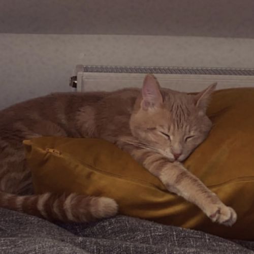 BE2309362 - Rajah - Chat perdu - Anderlecht BE2309362 - Rajah - Chat perdu - Anderlecht - AnimalWeb Belgique