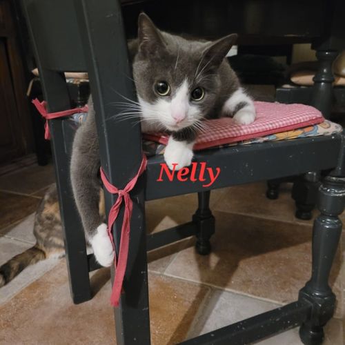 BE2309370 - Nelly - Chat à adopter - Leuze-en-Hainaut BE2309370 - Nelly - Chat à adopter - Leuze-en-Hainaut - AnimalWeb Belg