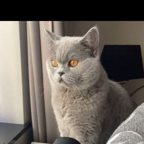 BE2309371 - Minouk - Chat perdu - Laeken BE2309371 - Minouk - Chat perdu - Laeken - AnimalWeb Belgique