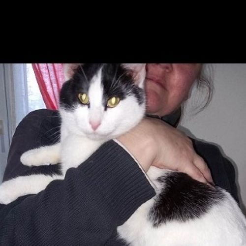 BE2309373 - Chat trouvé - Trazegnies BE2309373 - Chat trouvé - Trazegnies - AnimalWeb Belgique