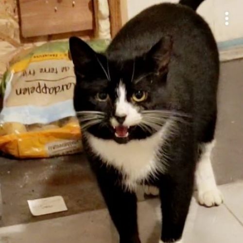 BE2309375 - Simba - Chat perdu - Braine-le-Château BE2309375 - Simba - Chat perdu - Braine-le-Château - AnimalWeb Belgiqu
