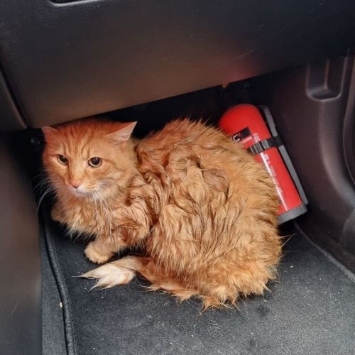 BE2309376 - Chat trouvé - Gosselies BE2309376 - Chat trouvé - Gosselies - AnimalWeb Belgique