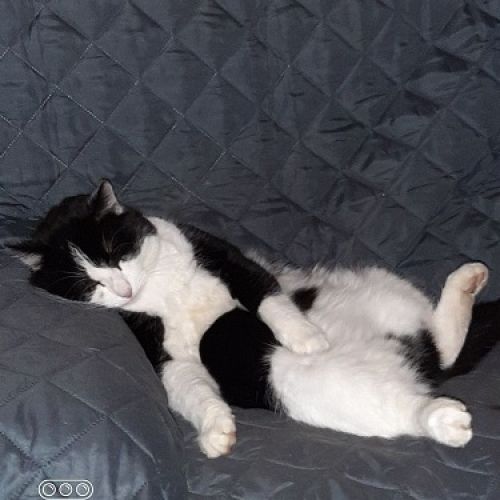 BE2309377 - Zouzou - Chat perdu - Navaugle BE2309377 - Zouzou - Chat perdu - Navaugle - AnimalWeb Belgique