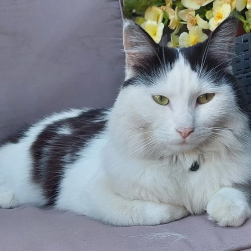 BE2309378 - Luna - Chat perdu - Marcinelle BE2309378 - Luna - Chat perdu - Marcinelle - AnimalWeb Belgique