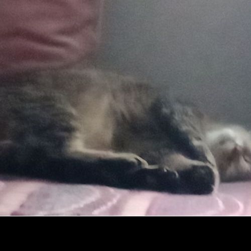BE2309379 - Fifi - Chat perdu - Montigny-sur-Sambre BE2309379 - Fifi - Chat perdu - Montigny-sur-Sambre - AnimalWeb Belgiq