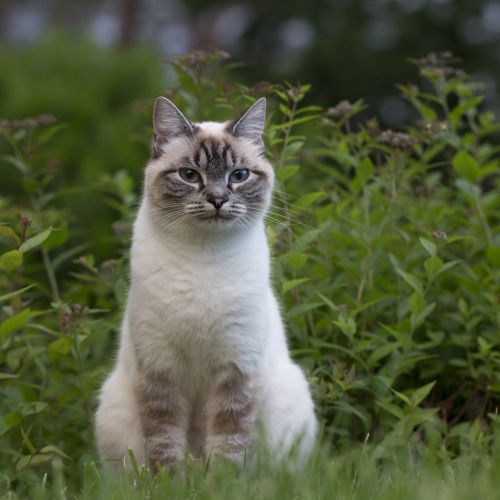 BE2309381 - Féline - Chat perdu - Nethen BE2309381 - Féline - Chat perdu - Nethen - AnimalWeb Belgique