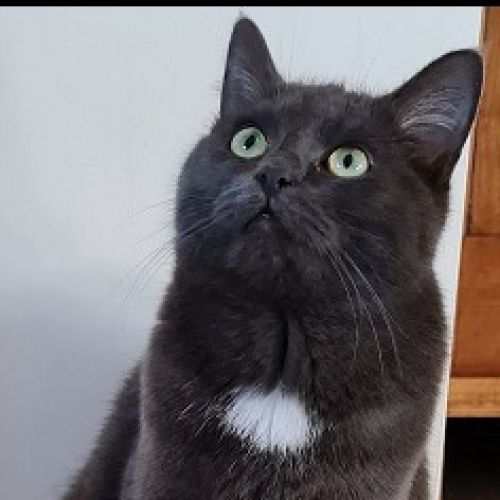 BE2309382 - Mia - Chat perdu - Louvain-la-Neuve BE2309382 - Mia - Chat perdu - Louvain-la-Neuve - AnimalWeb Belgique