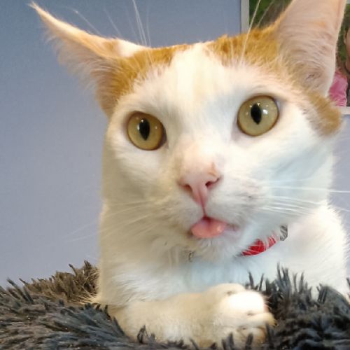 Les besoins énergétiques de votre chat ou chaton Les besoins énergétiques de votre chat ou chaton - AnimalWeb Belgique