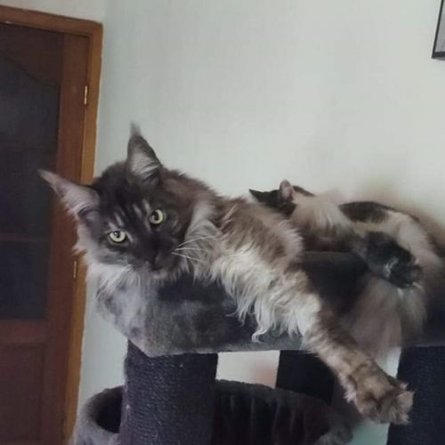 BE2309384 - Ragnar - Chat perdu - La Hestre BE2309384 - Ragnar - Chat perdu - La Hestre - AnimalWeb Belgique