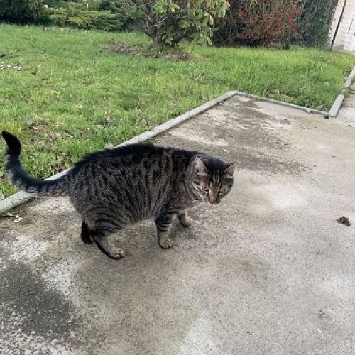 #BE2309387 - Chat trouvé - Grammont #BE2309387 - Chat trouvé - Grammont - AnimalWeb Belgique