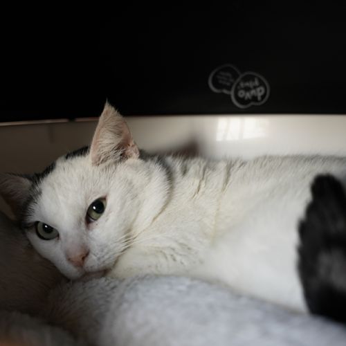 BE2309394 - Penne - Chat à adopter - Braine-le-Château BE2309394 - Penne - Chat à adopter - Braine-le-Château - AnimalWeb Bel