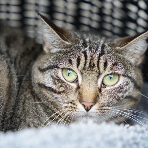 BE2309397 - Michmich - Chat à adopter - Braine-le-Château BE2309397 - Michmich - Chat à adopter - Braine-le-Château - AnimalWeb