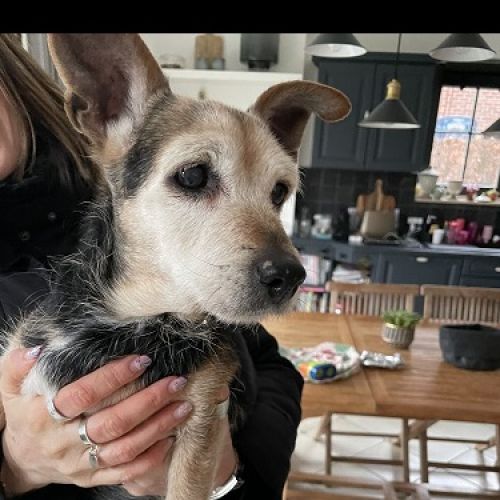 BE2309427 - Chien trouvé - Templeuve BE2309427 - Chien trouvé - Templeuve - AnimalWeb Belgique