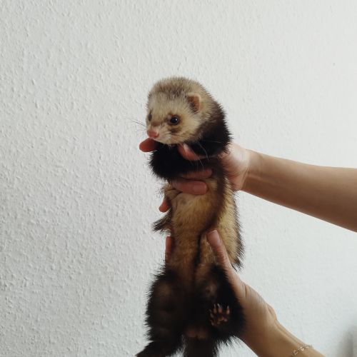 BE2309433 - Furet trouvé - Woluwe-Saint-Pierre BE2309433 - Furet trouvé - Woluwe-Saint-Pierre - AnimalWeb Belgique
