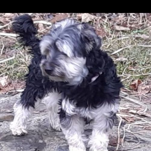 BE2309461 - Poupounette - Chien perdu - Ganshoren BE2309461 - Poupounette - Chien perdu - Ganshoren - AnimalWeb Belgique
