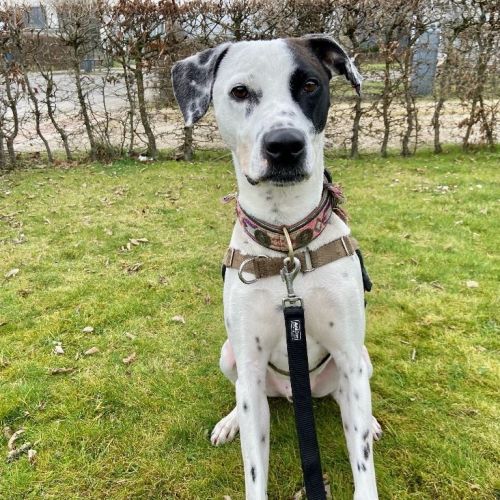 BE2309466 - Bull - Chien à adopter - Anderlecht BE2309466 - Bull - Chien à adopter - Anderlecht - AnimalWeb Belgique